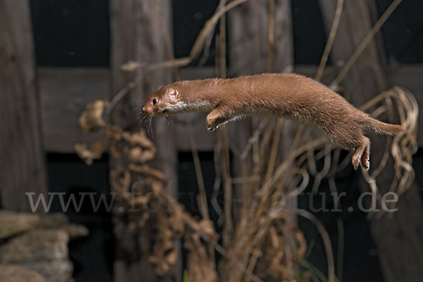 Mauswiesel (Mustela nivalis)