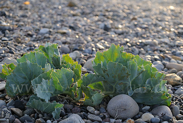 Meerkohl (Crambe maritima)