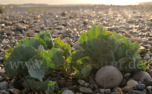 Meerkohl (Crambe maritima)