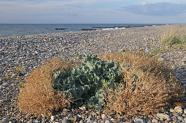 Meerkohl (Crambe maritima)