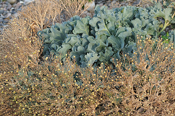 Meerkohl (Crambe maritima)