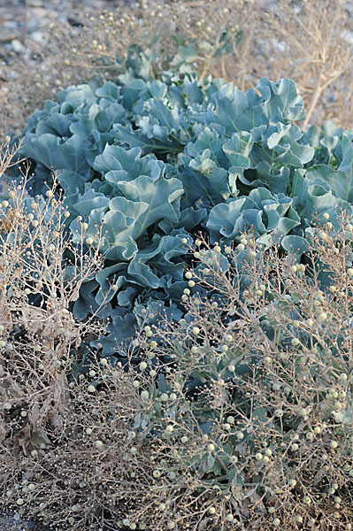 Meerkohl (Crambe maritima)