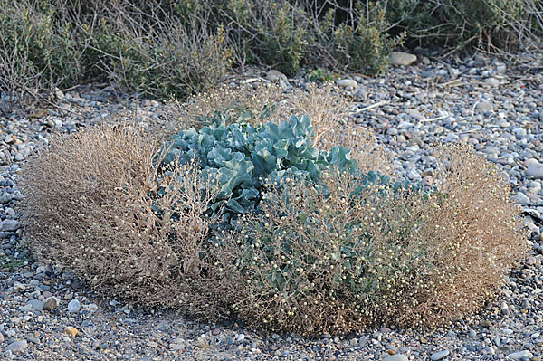 Meerkohl (Crambe maritima)