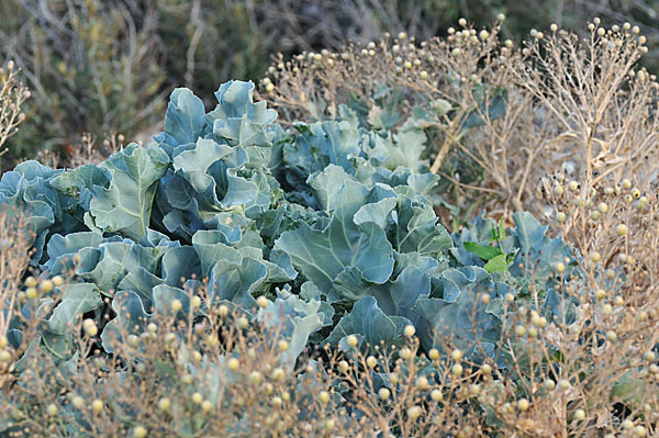 Meerkohl (Crambe maritima)