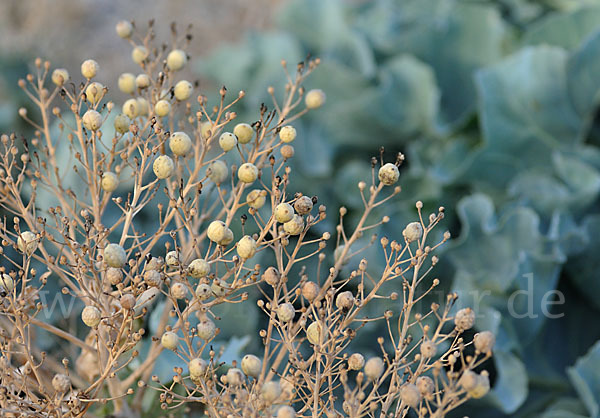 Meerkohl (Crambe maritima)