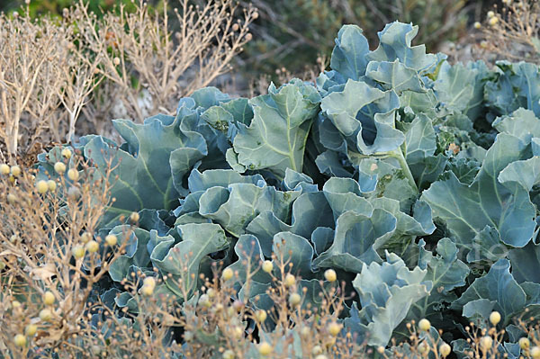 Meerkohl (Crambe maritima)