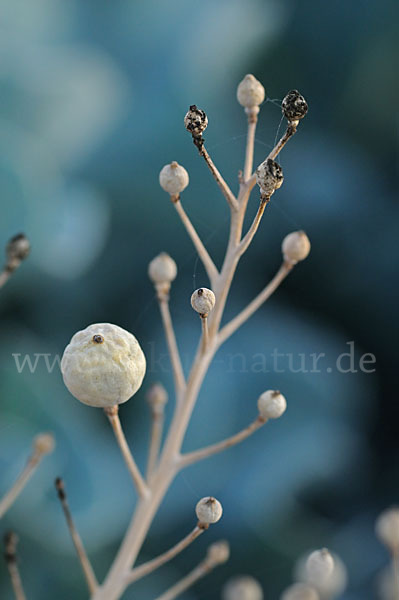 Meerkohl (Crambe maritima)