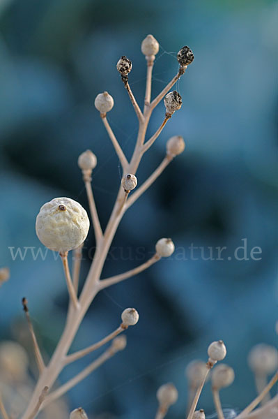 Meerkohl (Crambe maritima)