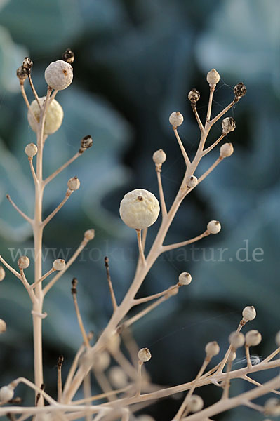 Meerkohl (Crambe maritima)