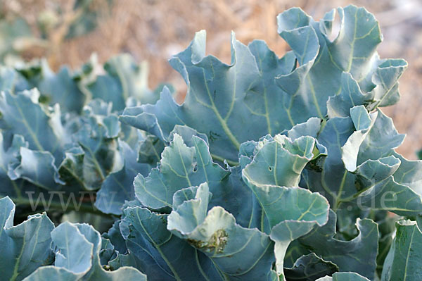 Meerkohl (Crambe maritima)