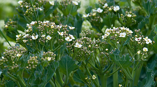 Meerkohl (Crambe maritima)