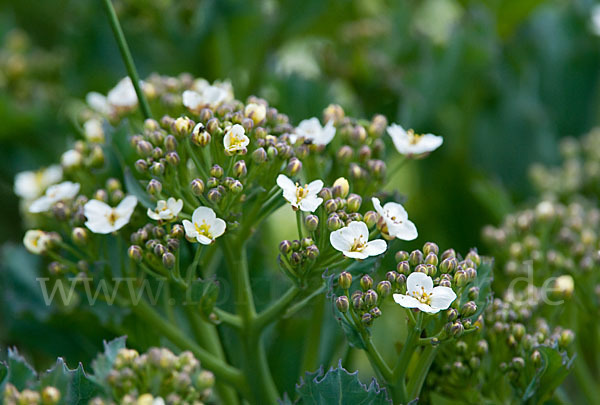 Meerkohl (Crambe maritima)