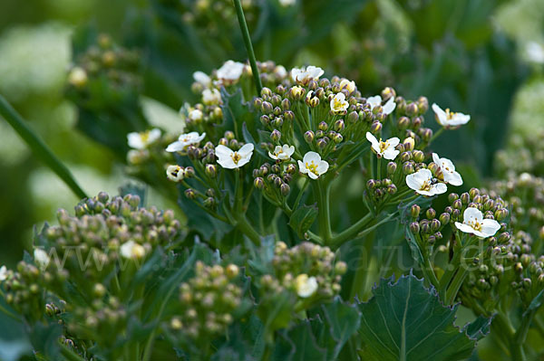 Meerkohl (Crambe maritima)