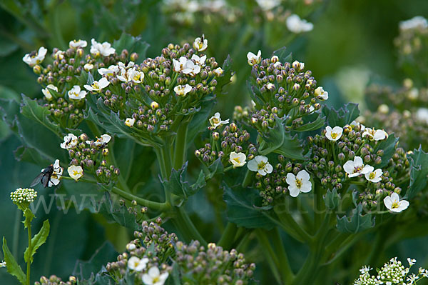 Meerkohl (Crambe maritima)