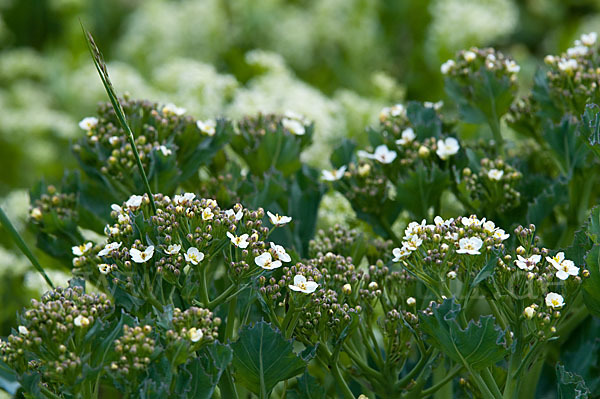 Meerkohl (Crambe maritima)