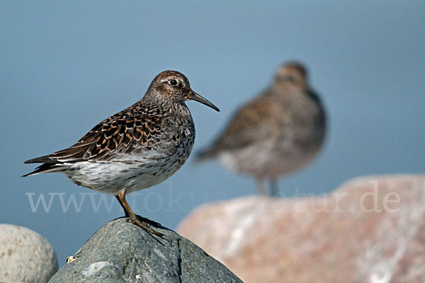 Meerstrandläufer (Calidris maritima)