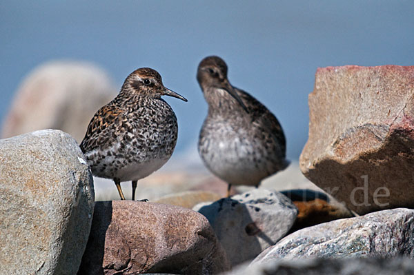 Meerstrandläufer (Calidris maritima)