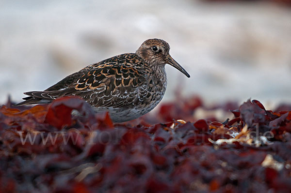 Meerstrandläufer (Calidris maritima)