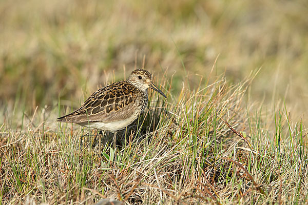 Meerstrandläufer (Calidris maritima)