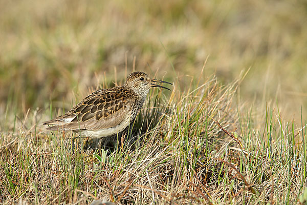 Meerstrandläufer (Calidris maritima)