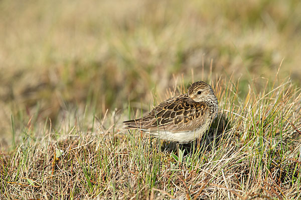 Meerstrandläufer (Calidris maritima)