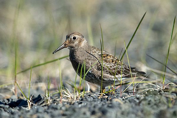 Meerstrandläufer (Calidris maritima)