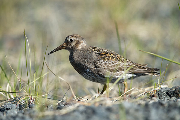 Meerstrandläufer (Calidris maritima)