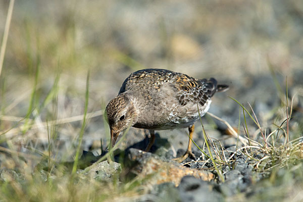 Meerstrandläufer (Calidris maritima)