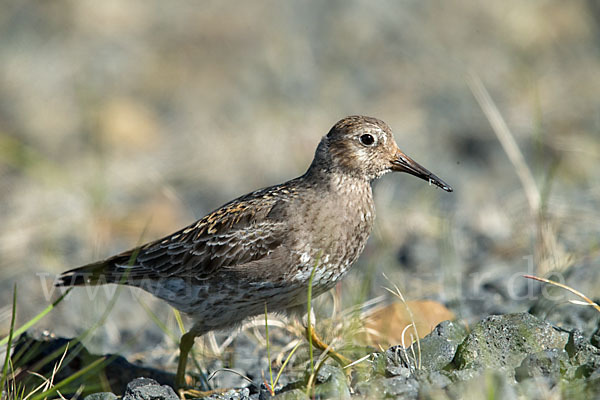 Meerstrandläufer (Calidris maritima)