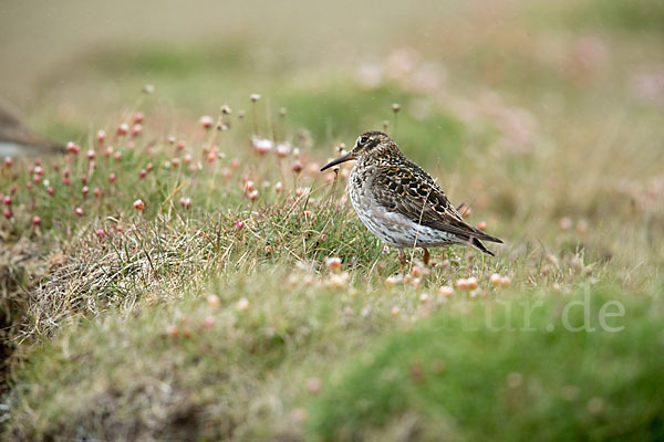 Meerstrandläufer (Calidris maritima)