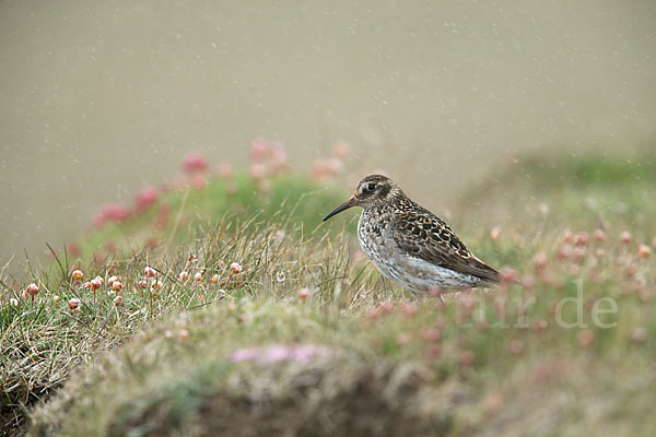 Meerstrandläufer (Calidris maritima)