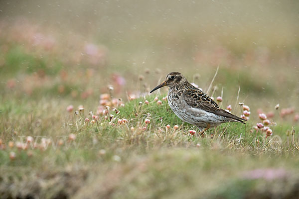 Meerstrandläufer (Calidris maritima)