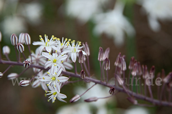 Meerzwiebel (Drimia maritima)