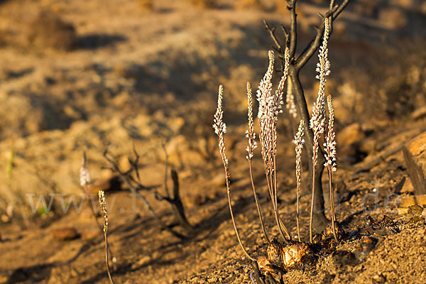 Meerzwiebel (Drimia maritima)