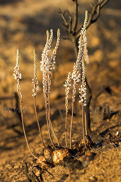 Meerzwiebel (Drimia maritima)