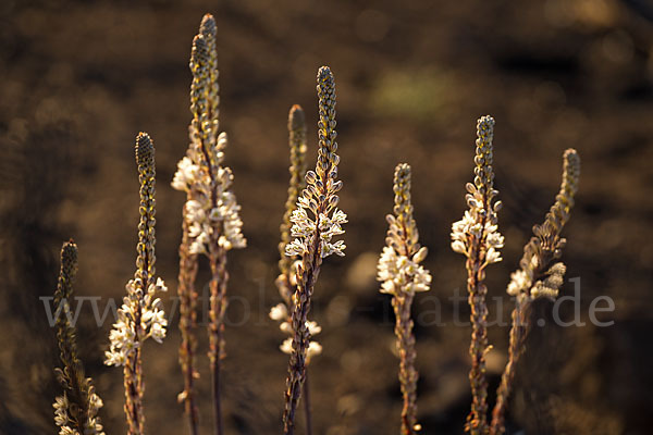 Meerzwiebel (Drimia maritima)