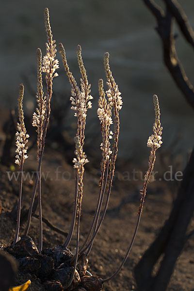 Meerzwiebel (Drimia maritima)