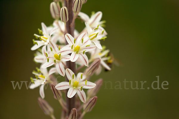 Meerzwiebel (Drimia maritima)