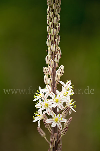 Meerzwiebel (Drimia maritima)