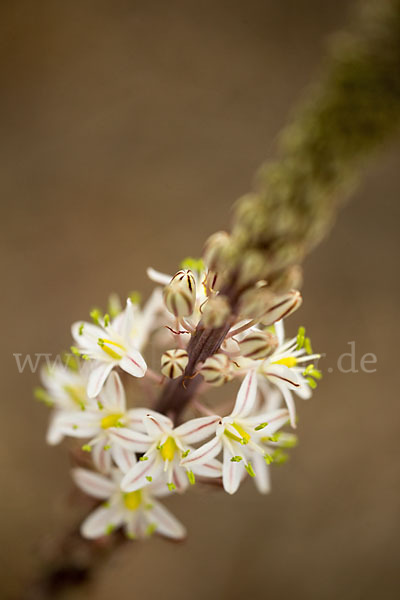 Meerzwiebel (Drimia maritima)