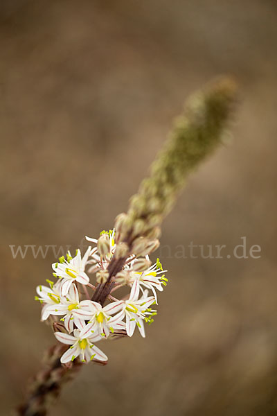 Meerzwiebel (Drimia maritima)