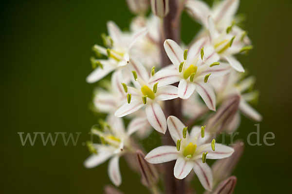 Meerzwiebel (Drimia maritima)