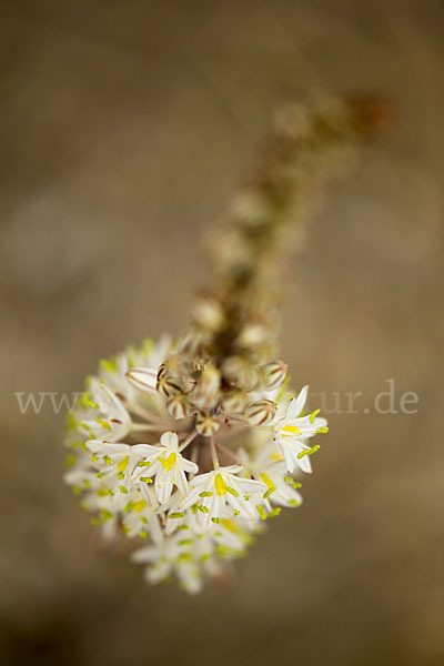 Meerzwiebel (Drimia maritima)