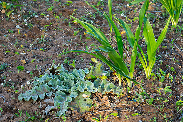 Meerzwiebel (Drimia maritima)