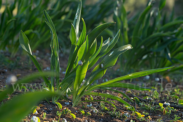 Meerzwiebel (Drimia maritima)