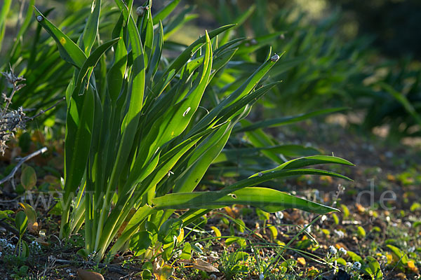 Meerzwiebel (Drimia maritima)