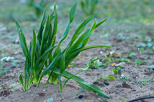 Meerzwiebel (Drimia maritima)