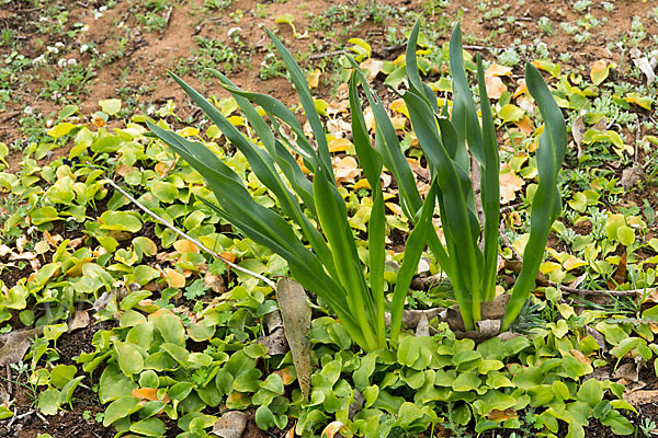 Meerzwiebel (Drimia maritima)