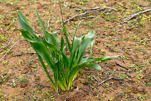 Meerzwiebel (Drimia maritima)