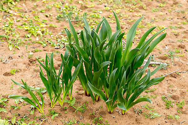 Meerzwiebel (Drimia maritima)